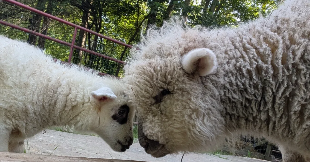 A goat-sheep and an adult female sheep with thick white wool stand facing each other on a wooden platform, with a metal railing and green trees visible in the background.