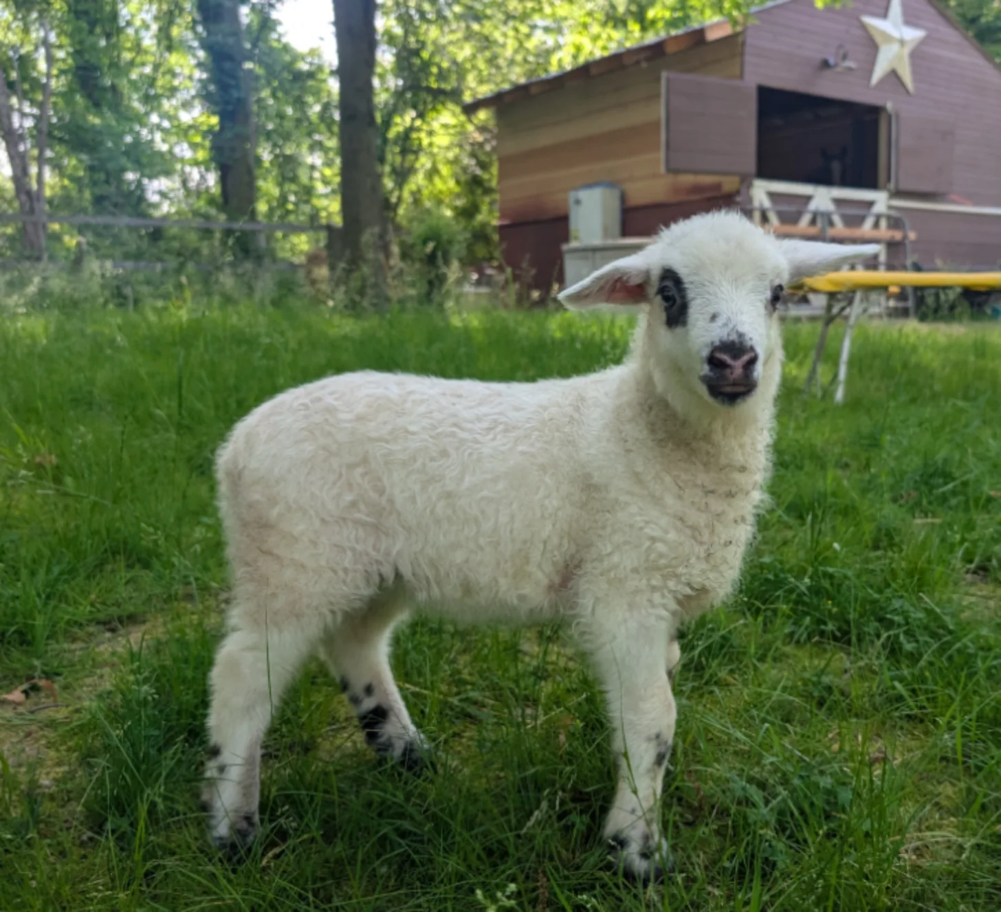 White goat-sheep standing in grass with a wooden barn and trees in the background.