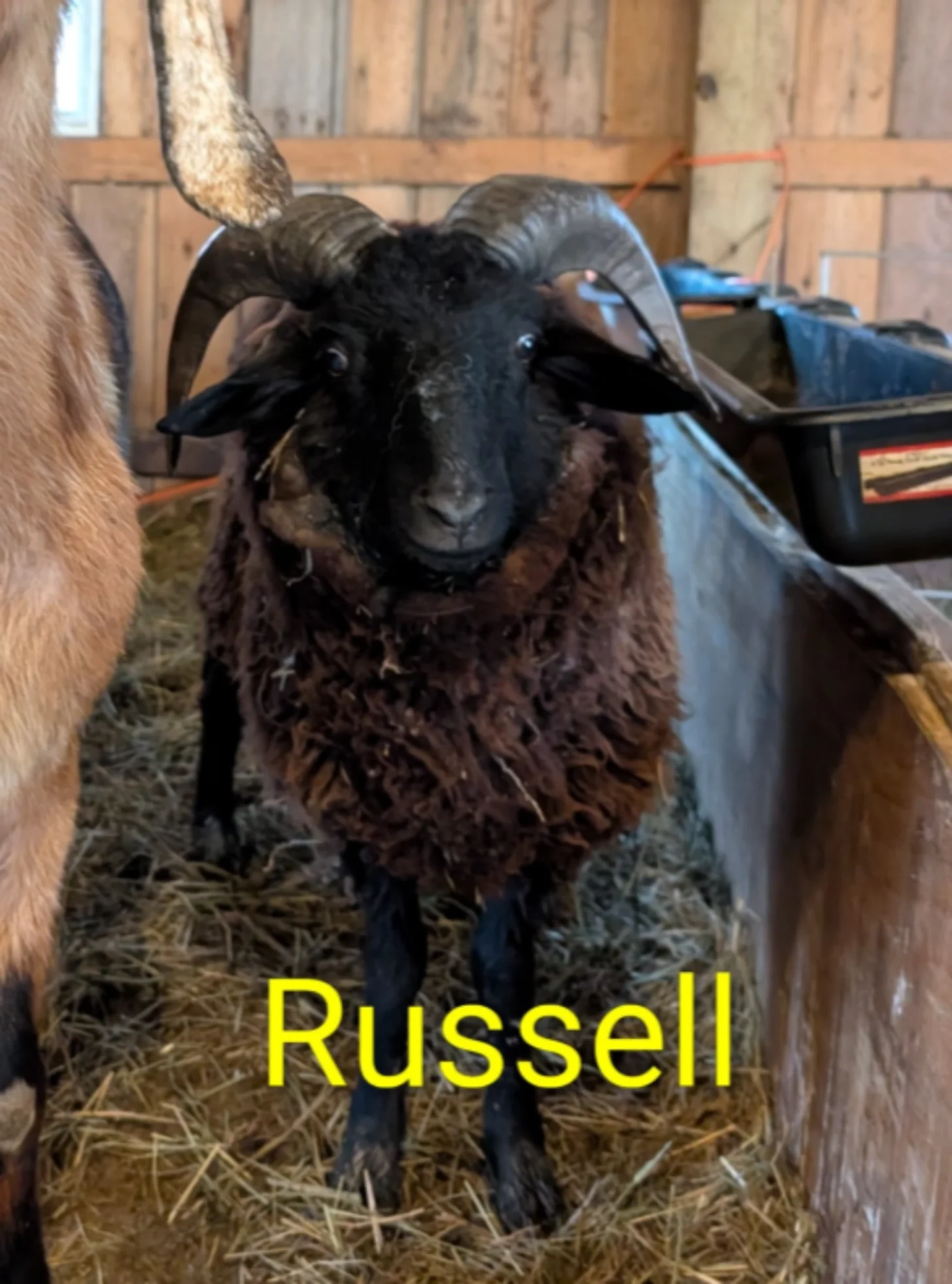 Black ram with curved horns standing in a barn with hay on the ground. Yellow text at bottom reads "Russell."