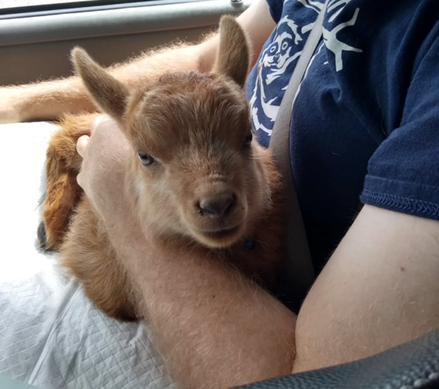 A goat-sheep with tan and white fur sits in a vehicle between two people wearing casual clothing. One person wears a blue patterned shirt.