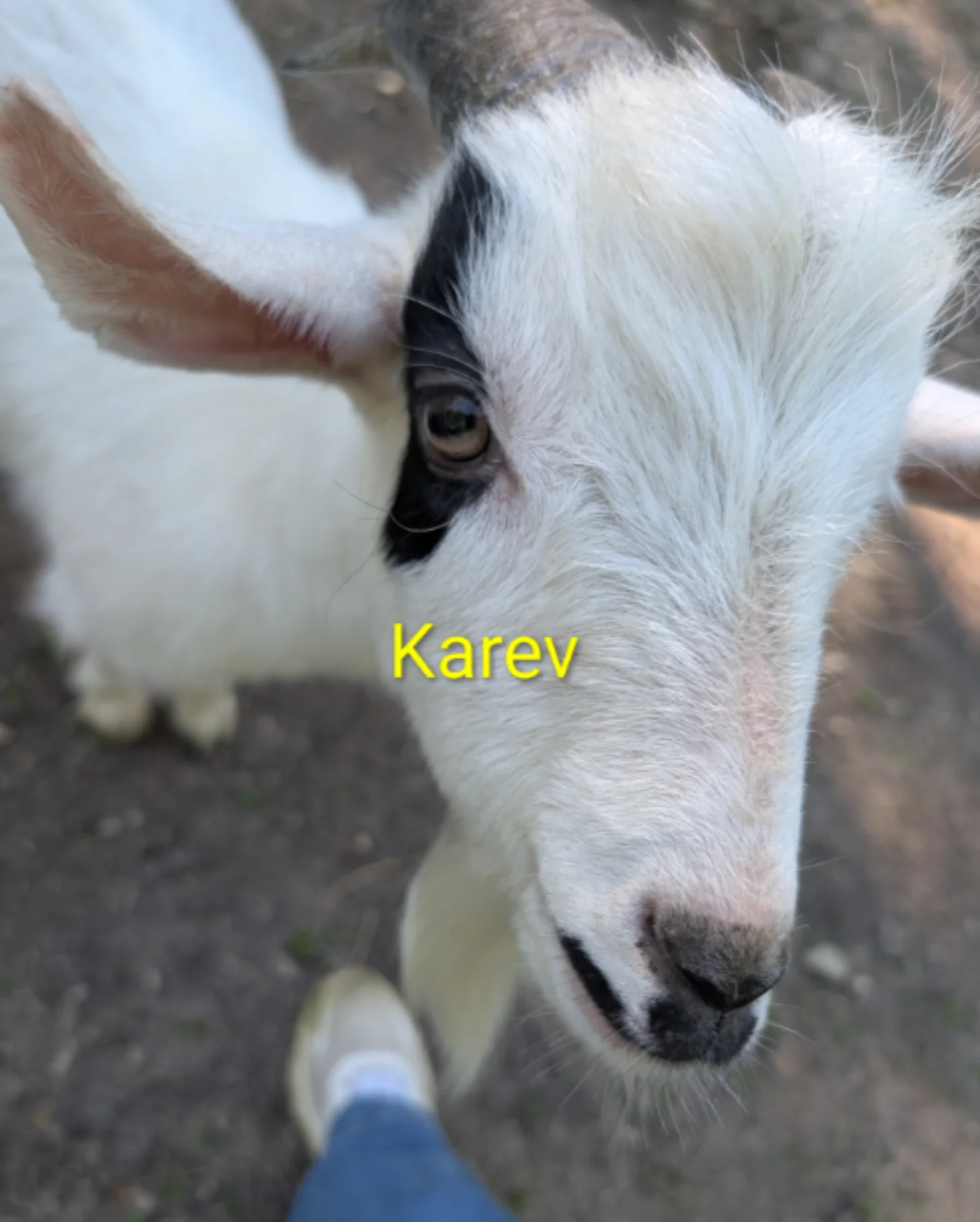 Close-up of a white goat's face with black markings around its eyes, looking toward the camera. Text reading "Karev" appears in yellow on the image.