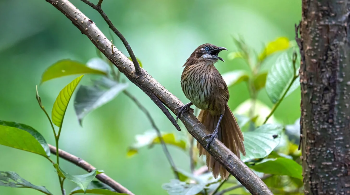 A small brown bird with streaked plumage perches on a gray branch surrounded by green leaves and white flowers.