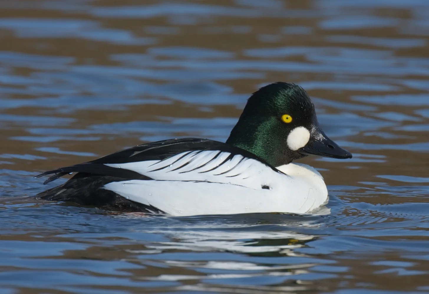 A black and white duck with a dark green head, yellow eye, and white cheek patch floats on brown and blue water.