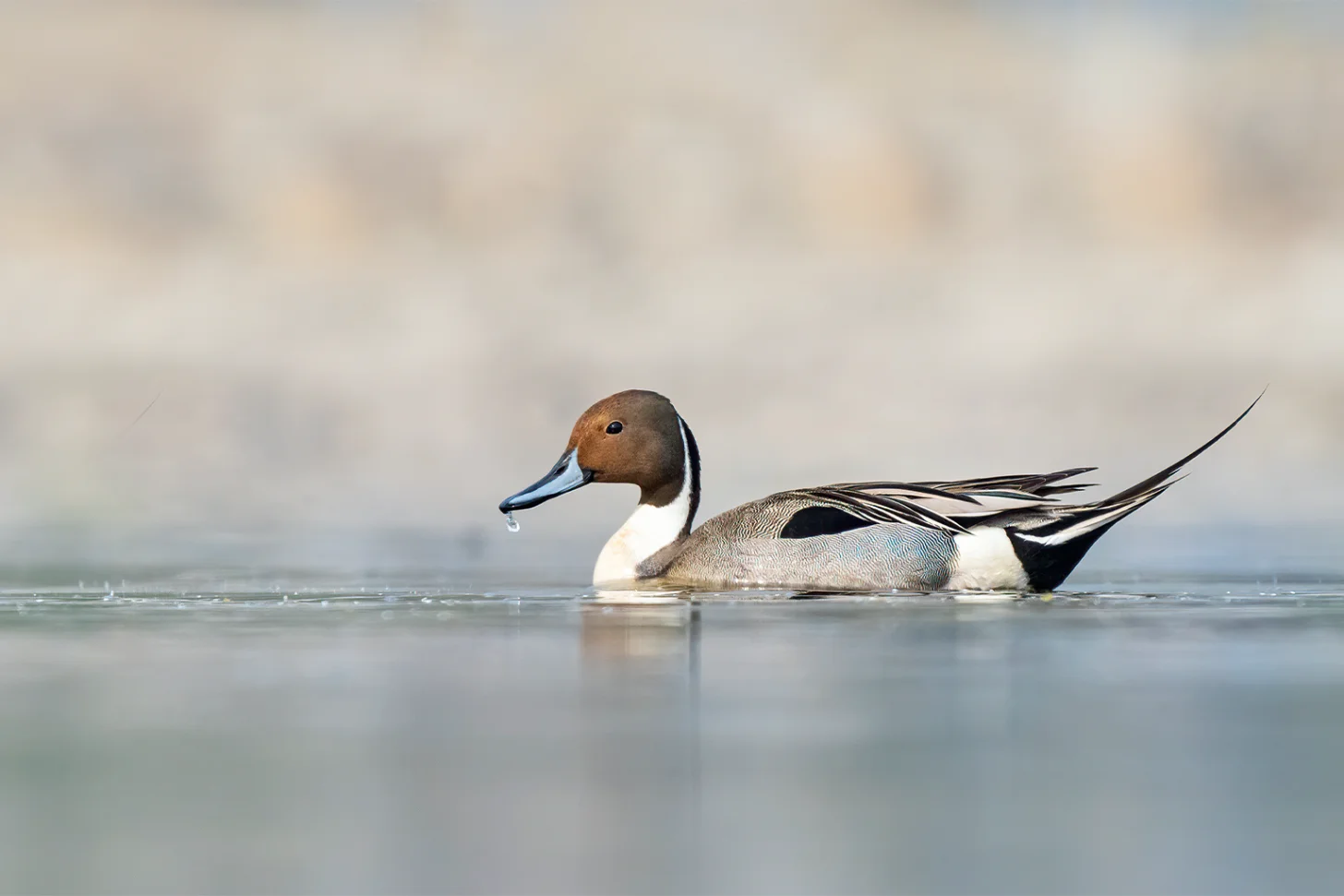 A pintail duck with chestnut head, white breast, and black and gray wings floats on calm water with a blurred shoreline in the background.