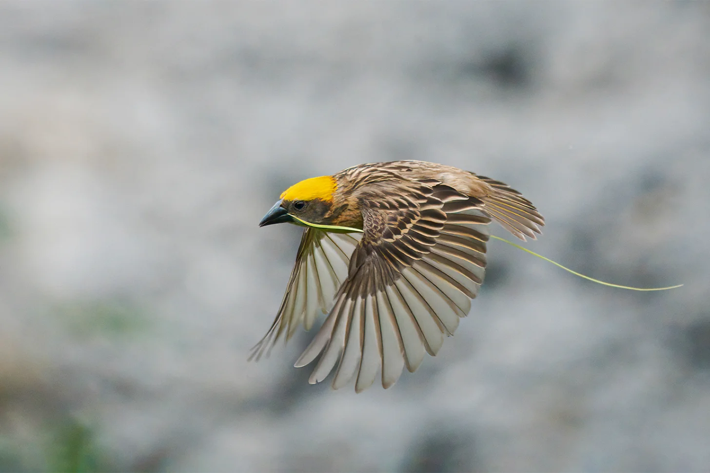 A brown and yellow bird in flight carries a green stem in its beak, wings spread against a blurred gray background.