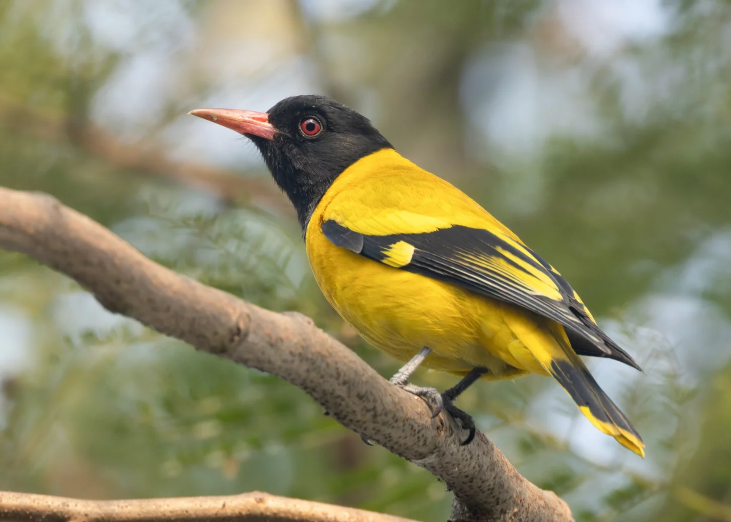 A black-headed bird with bright yellow body and black wings perches on a gray branch, with a red-orange beak and red eye visible in profile against a blurred green and white background.