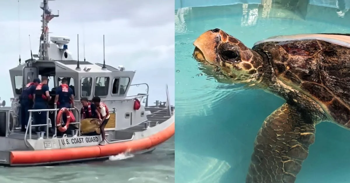 Left: U.S. Coast Guard personnel in a white and orange rescue vessel. Right: Sea turtle swimming in turquoise water, viewed from above.