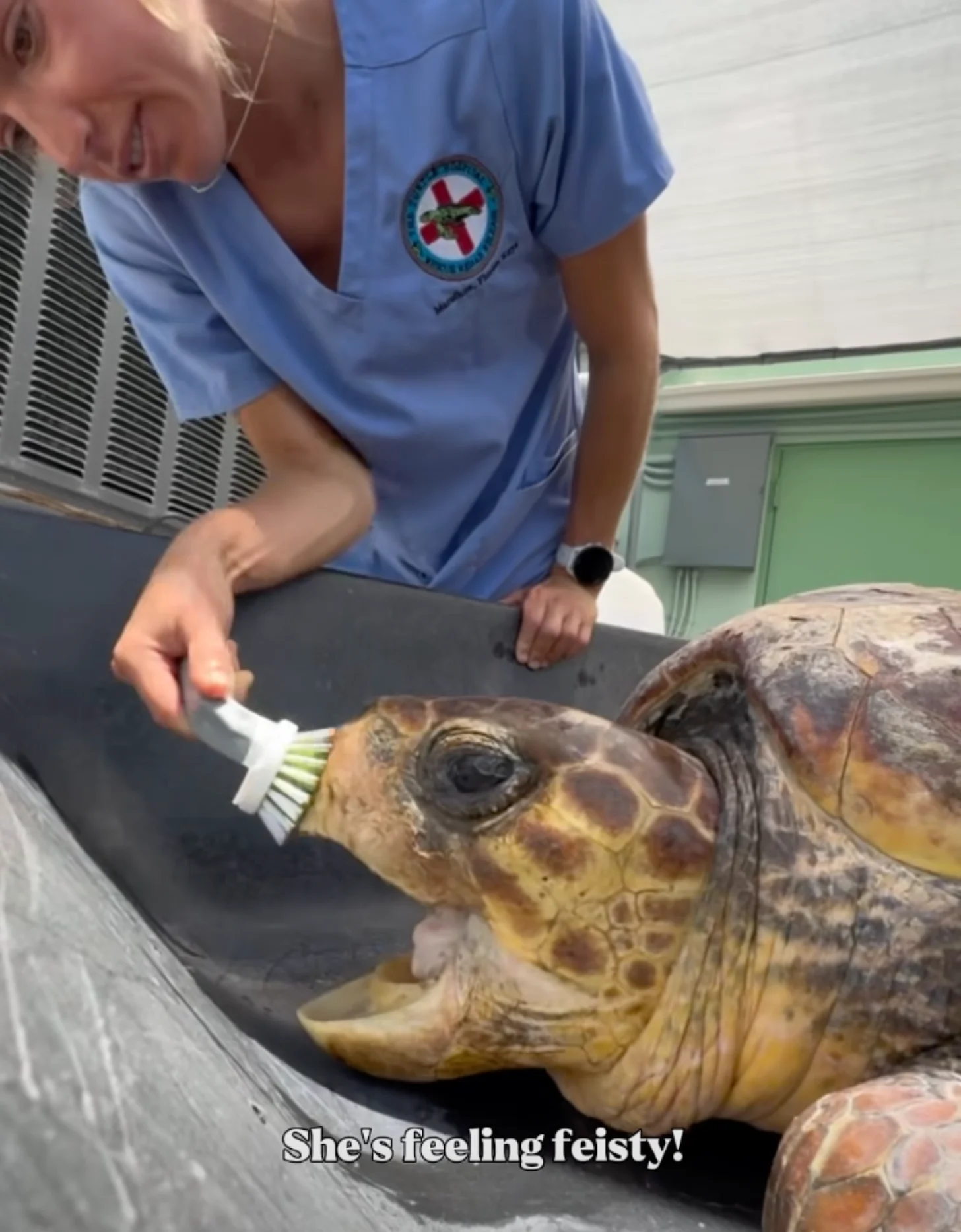 A caregiver in a blue uniform gently brushes the head of a sea turtle resting on a dark surface. Text overlay reads "She's feeling feisty!"