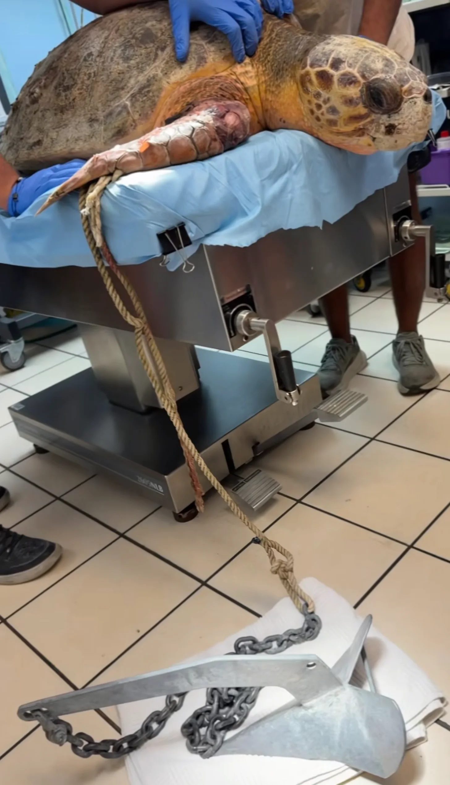 A sea turtle with a bandaged flipper is held on a medical scale by a person wearing blue gloves. Medical equipment and an anchor are visible in an indoor setting.