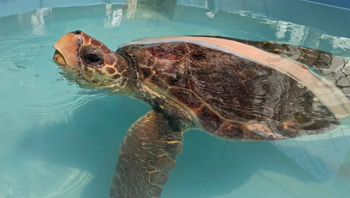 Sea turtle swimming in clear turquoise water in a pool, its head above the surface showing its brown and tan shell with visible damage or scarring.
