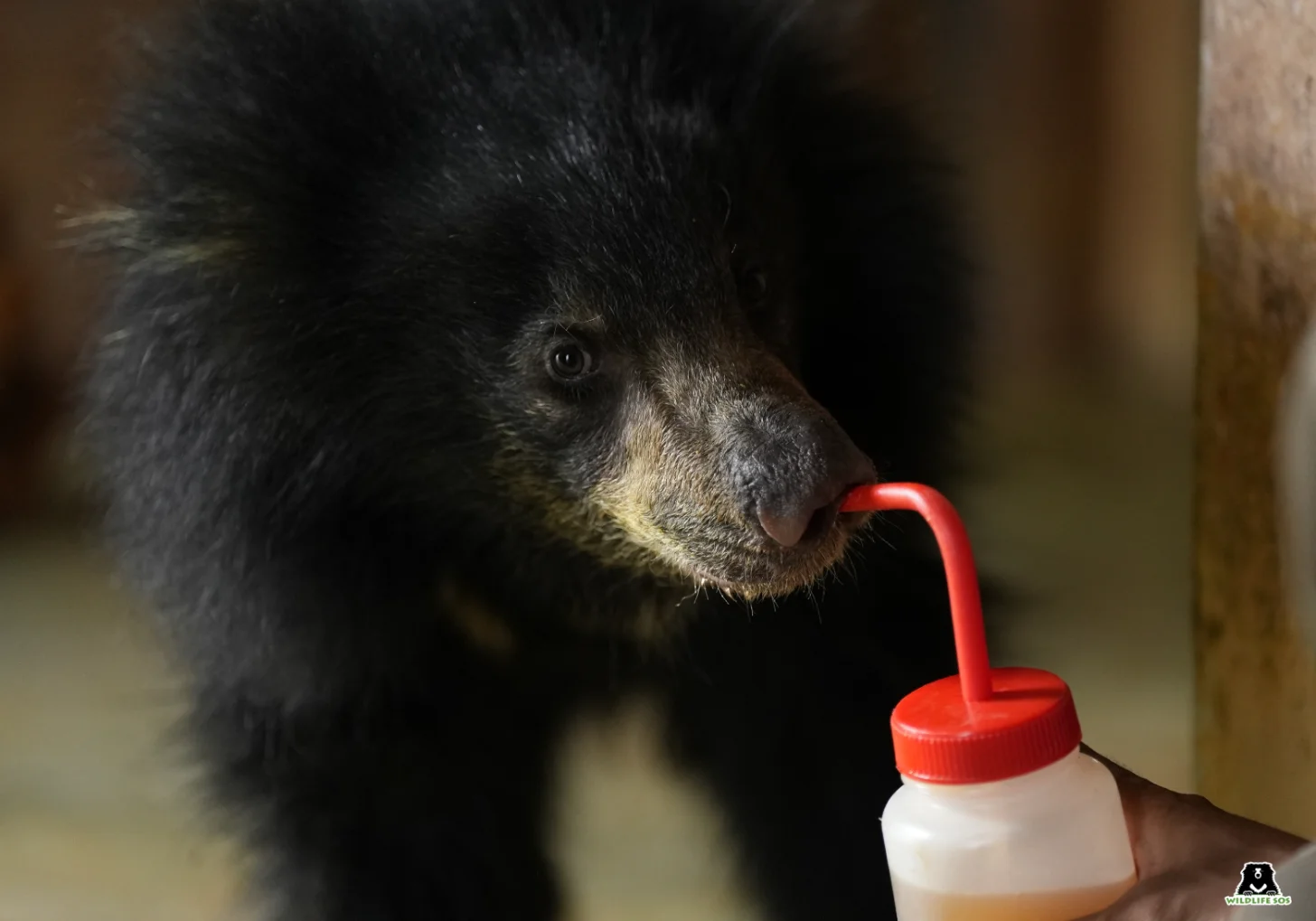 A black bear with a white chest patch drinks from a bottle with a red cap and straw held by a person's hand.