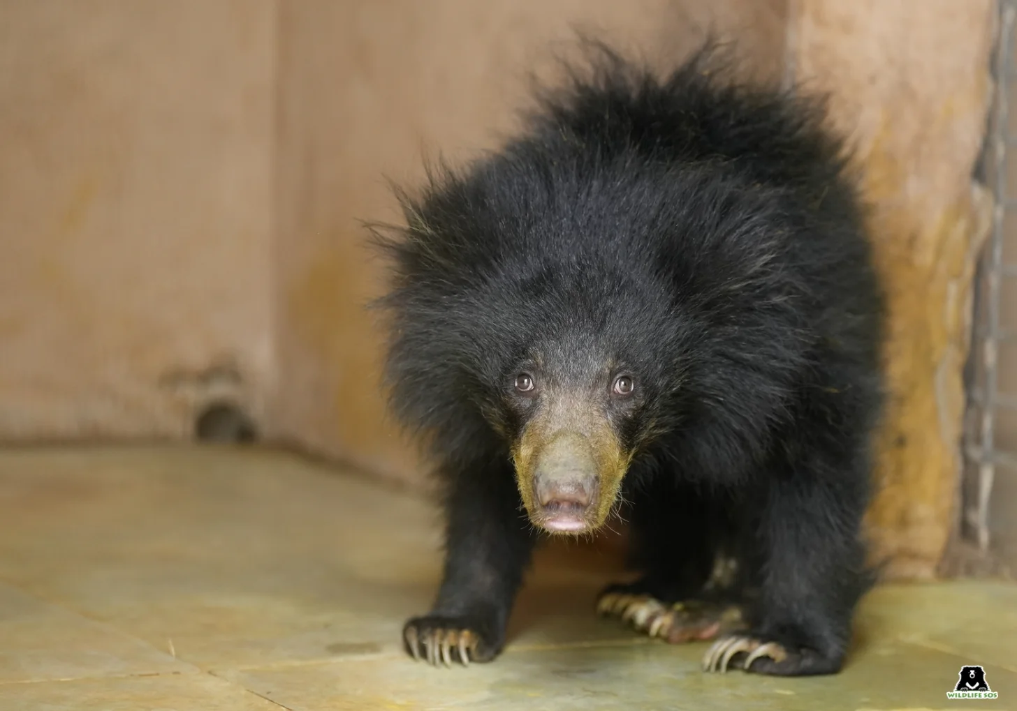 A black bear with a brown snout walks toward the camera on a concrete floor against a tan wall.