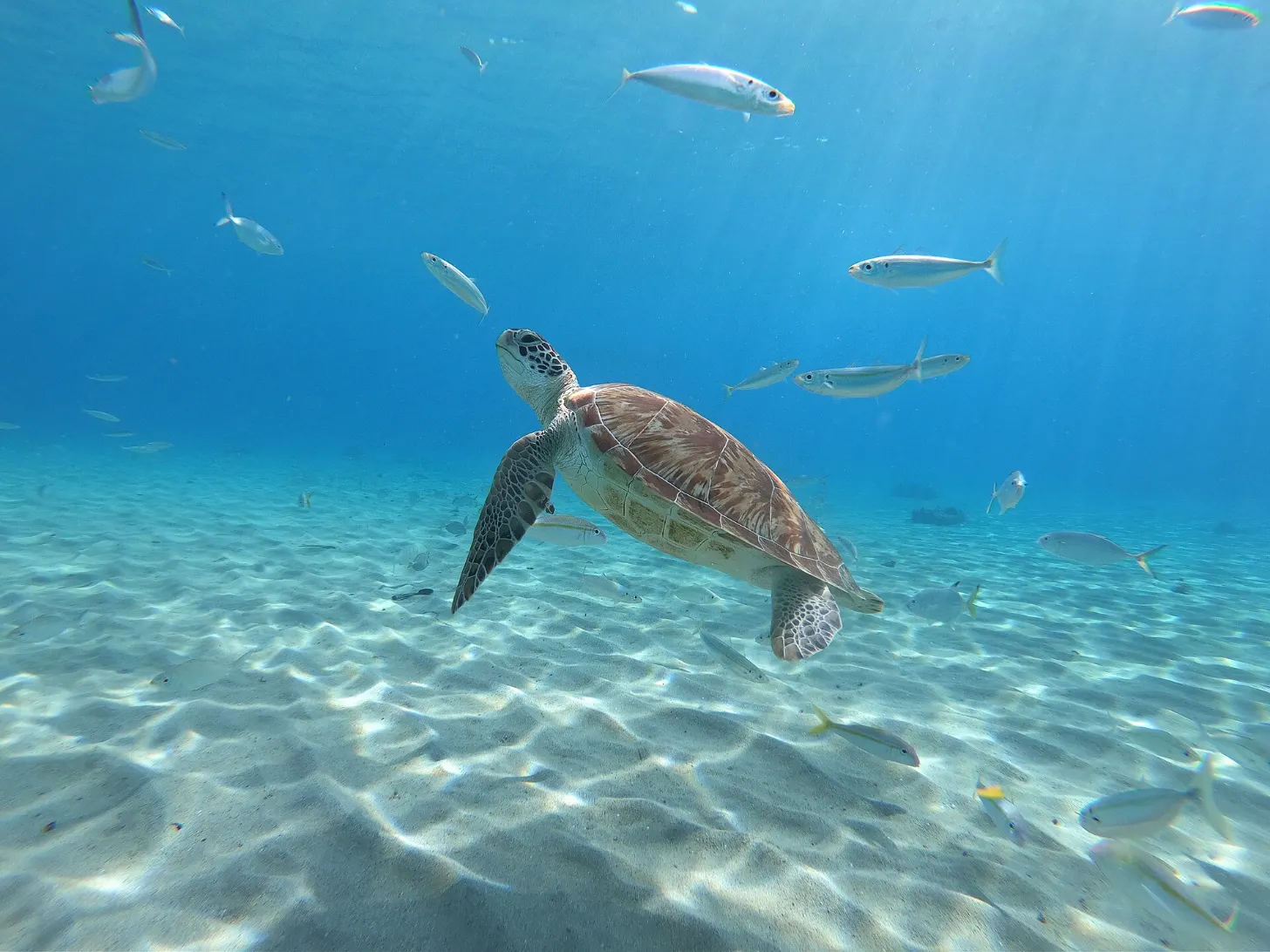 A green sea turtle swims near the sandy ocean floor surrounded by small silver fish in clear blue water.