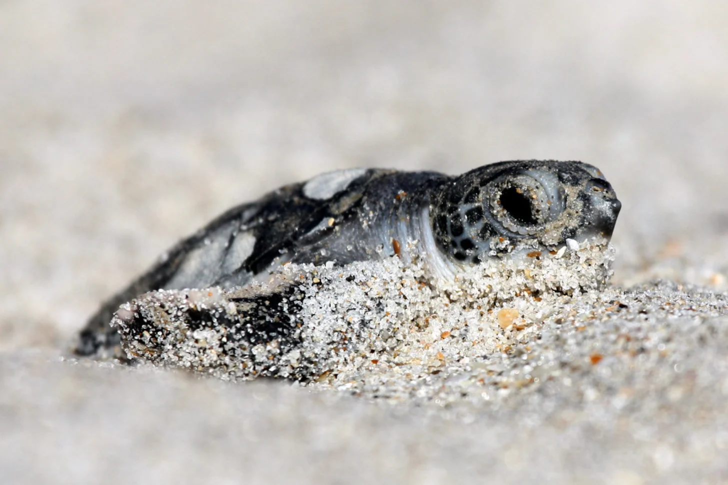 A sea turtle hatchling partially buried in sand, with its head and front flippers visible against a blurred sandy background.