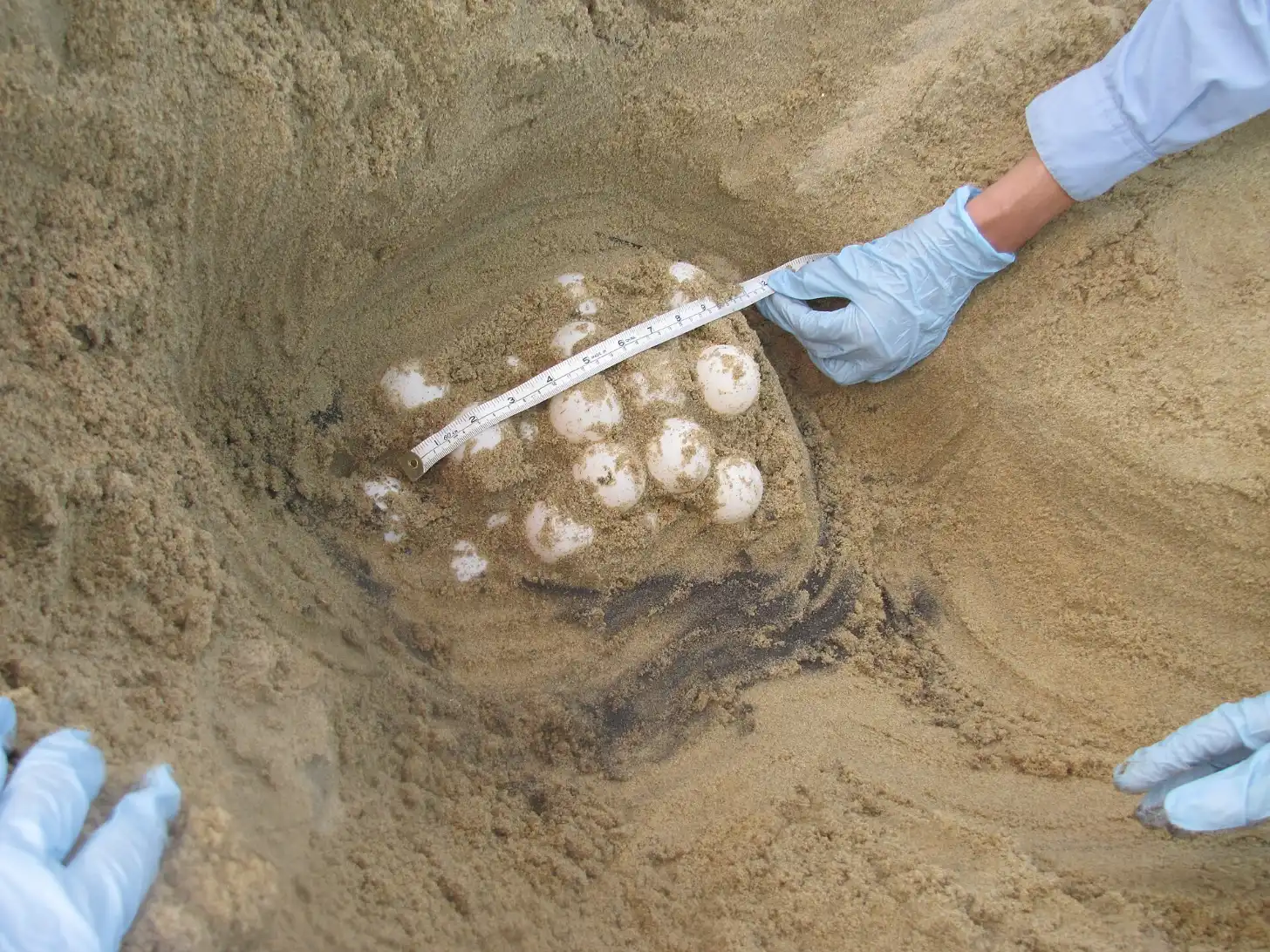 Today’s Good News: Do sea turtles only hatch during a full moon? Your top 5 questions about sea turtles, answered by an expert