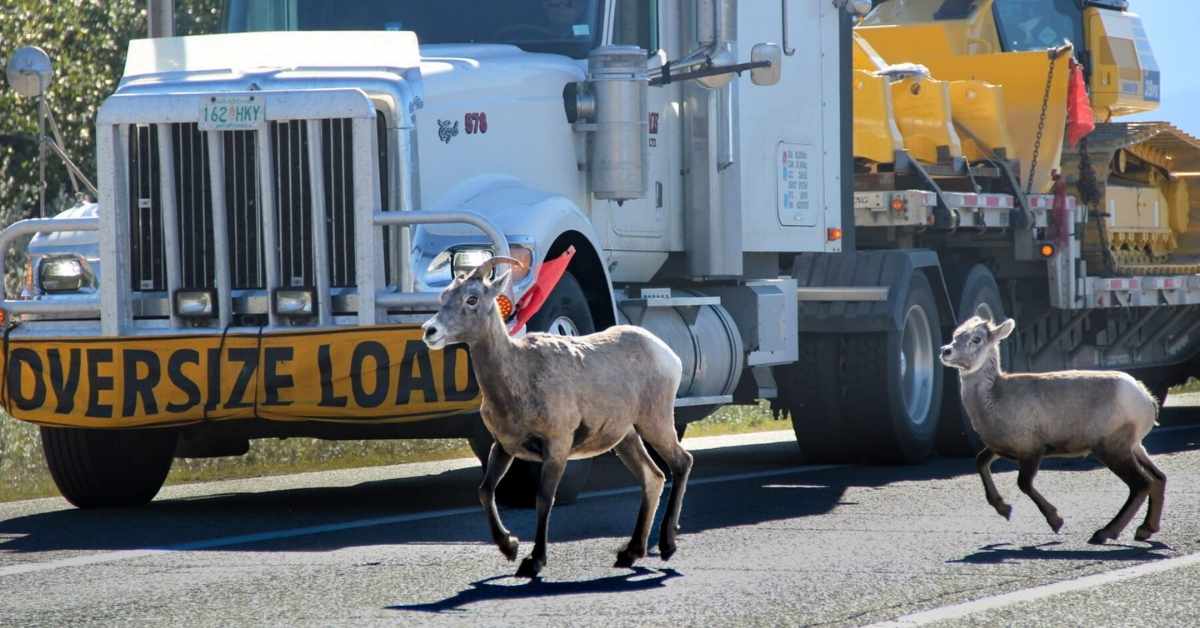 Two deers and a big truck on a highway