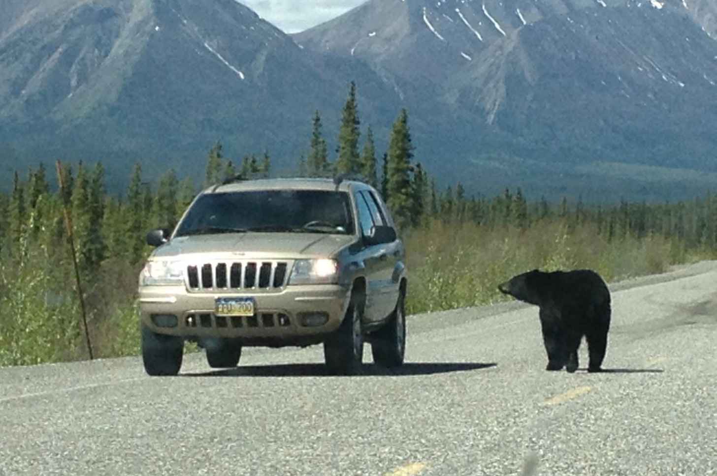 A bear is seen next to a car along a highway