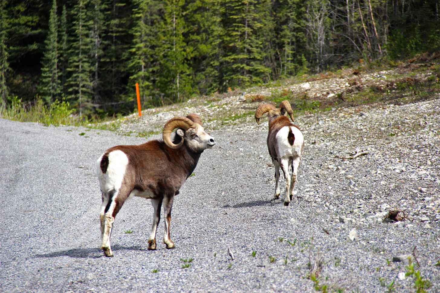 Bighorn sheep on a newly-opened wildlife overpass in British Columbia, Canada. This is an active wildlife corridor, home to bears, cougars, deer and many other species. Image by Ben Goldfarb.