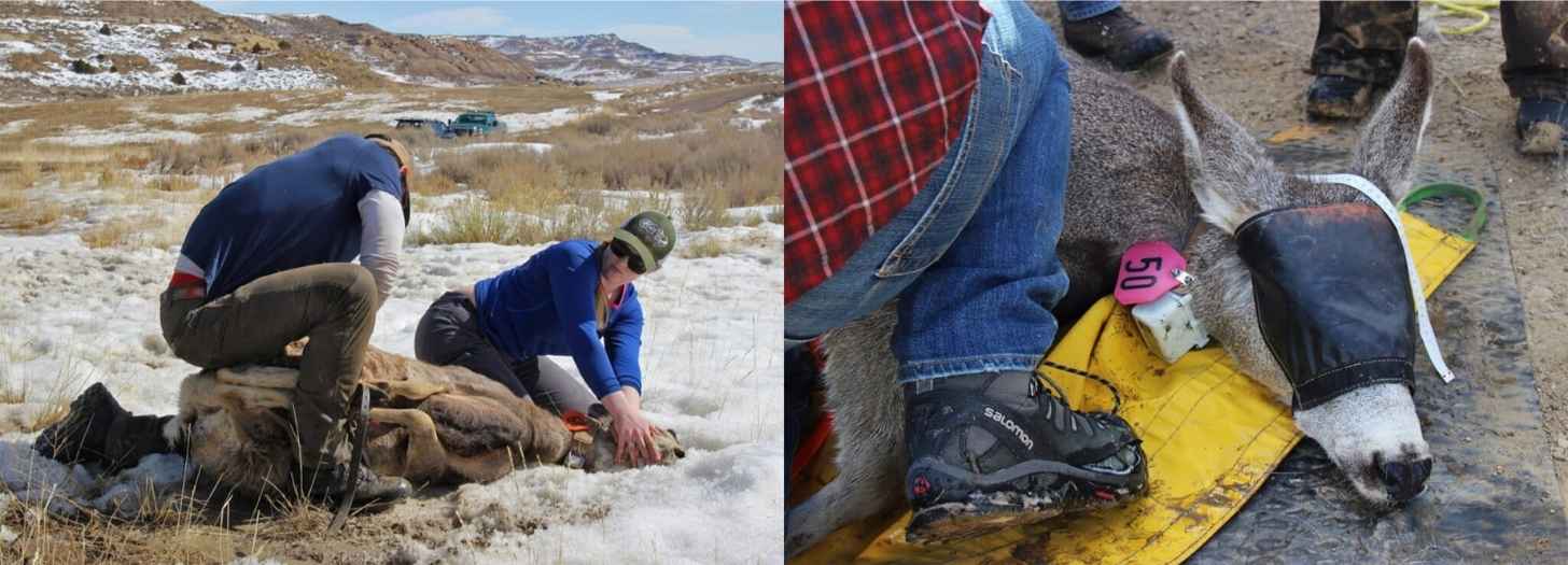 Scientists with the Wyoming Migration Initiative conduct research on migratory mule deer, in part to inform locations of future wildlife crossings. Image by Ben Goldfarb.