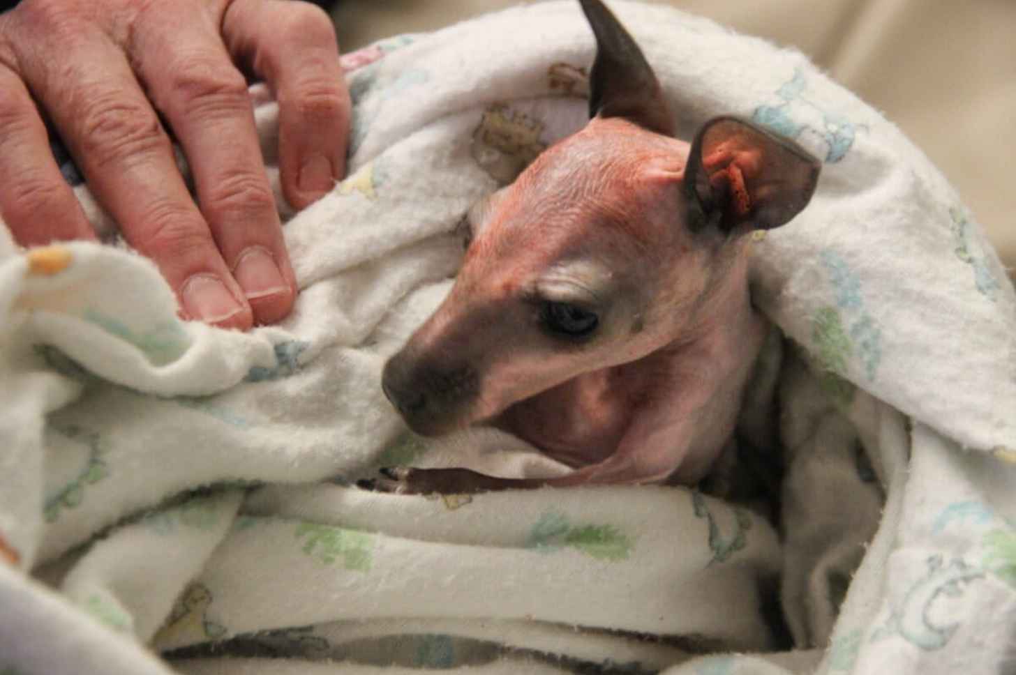 A baby wallaby, orphaned when its mother was struck by a vehicle, received care in Tasmania. Image by Ben Goldfarb