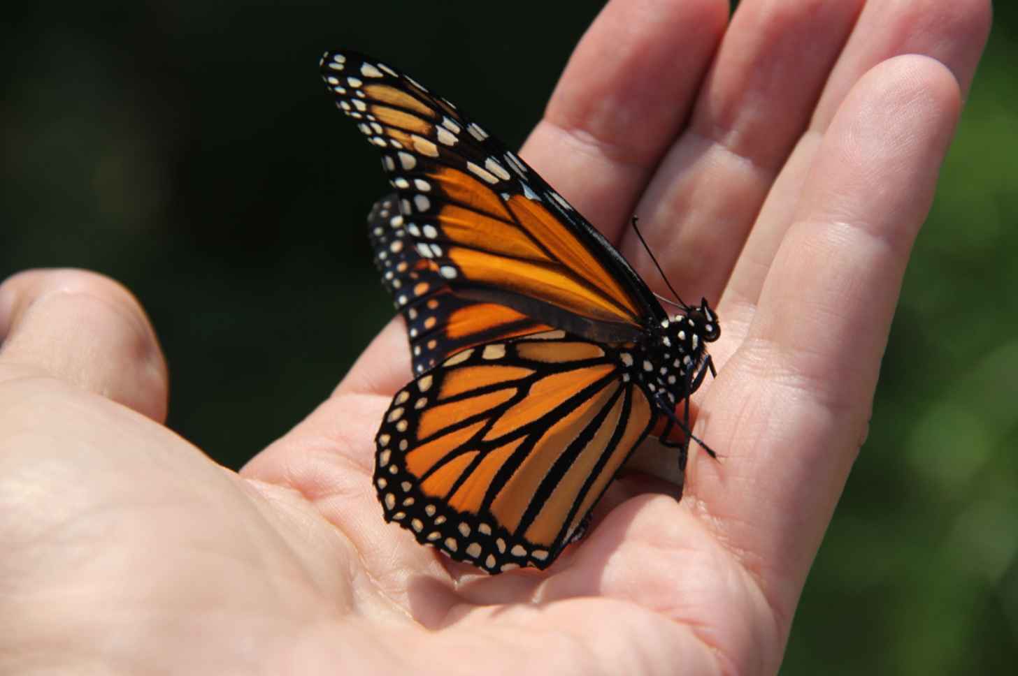 A car-killed monarch butterfly in Minnesota. Few people think of insects becoming roadkill, but millions of butterflies are killed during their migration every year. Image by Ben Goldfarb.