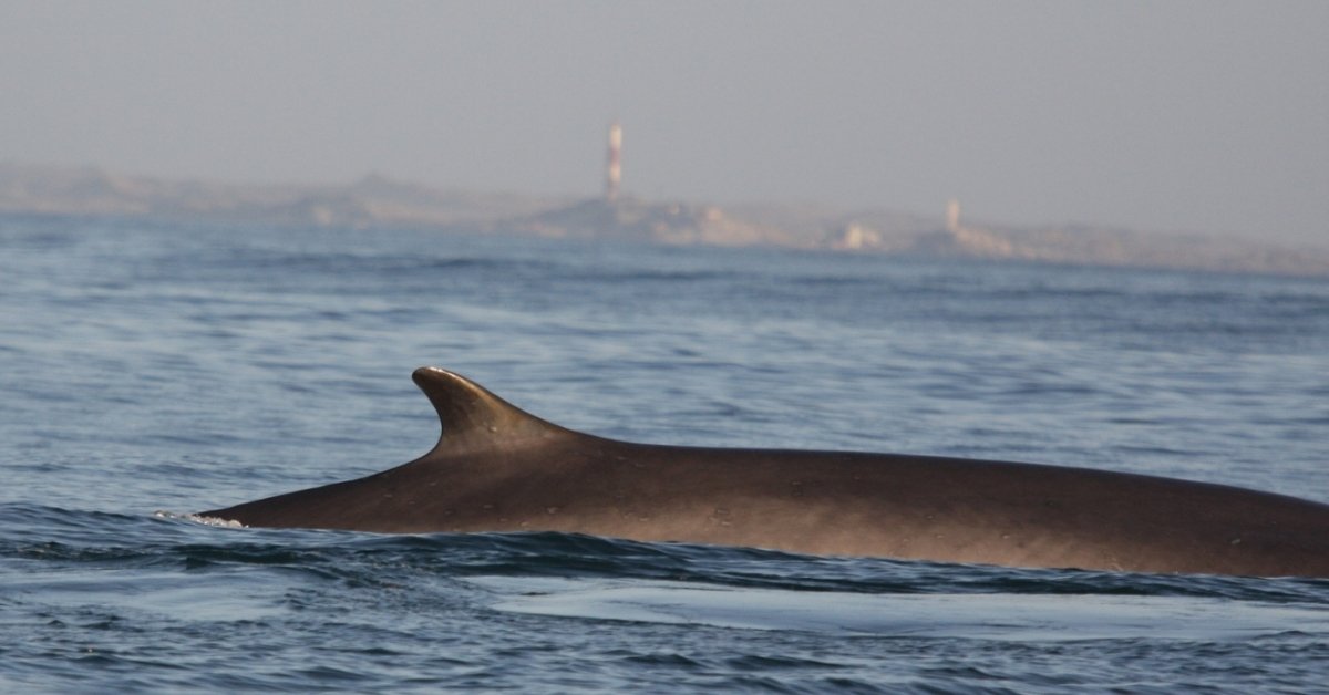 A fin whale is seen above water