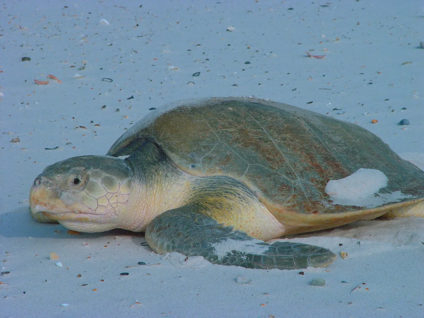 A sea turtle rests on sand with small pebbles and debris scattered around it. The turtle's shell shows green and brown coloring with visible wear patterns.