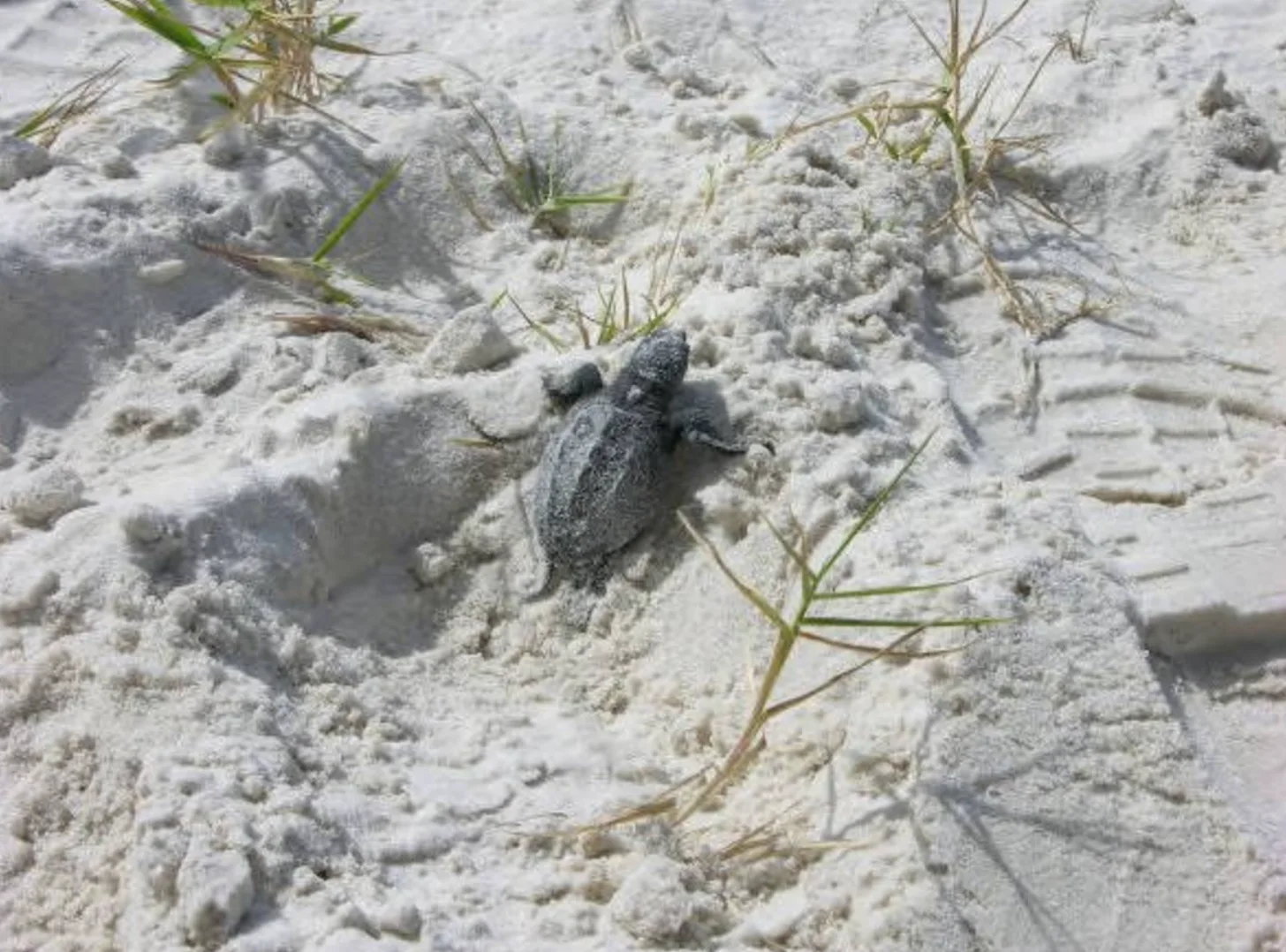 A small sea turtle crawls across white sand dotted with sparse green beach vegetation.