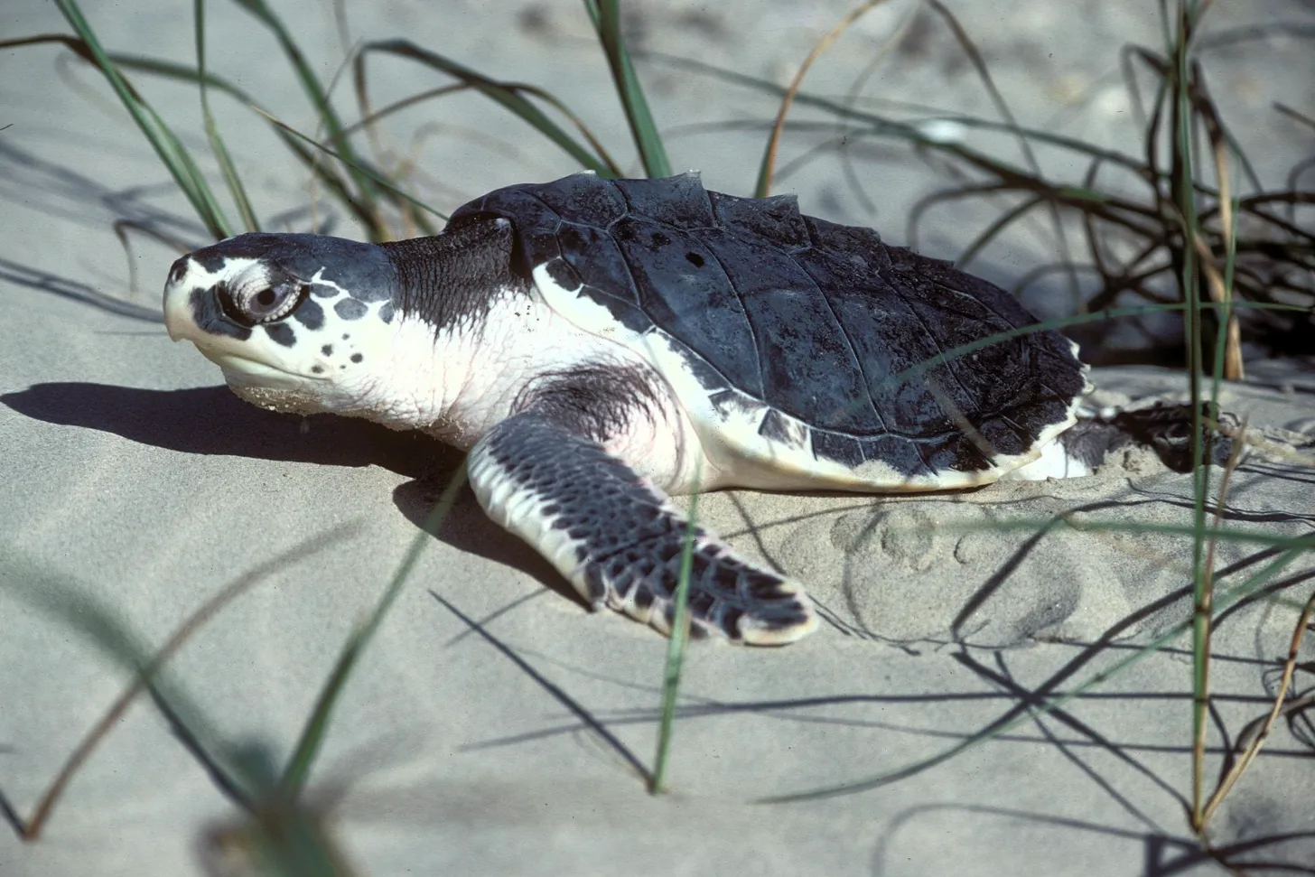 A sea turtle with a dark shell and white underside crawls across sand dotted with beach grass.