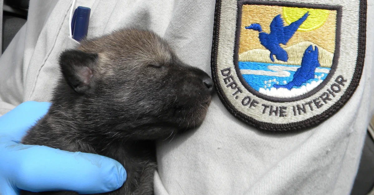A small red wolf pup is held in a gloved hand next to a Department of the Interior patch featuring blue flying birds.