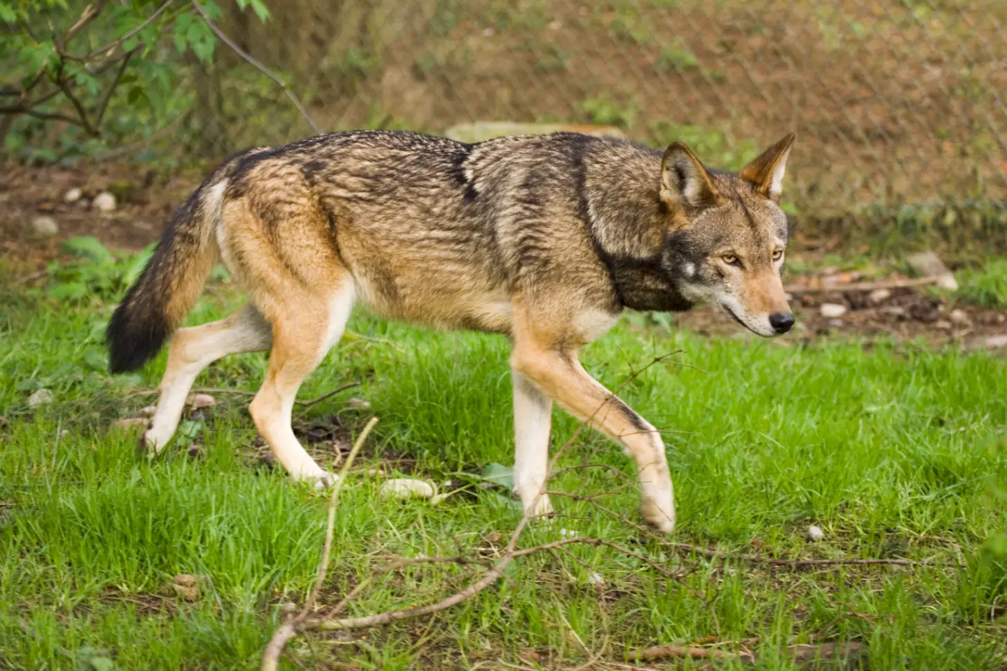 A red wolf walks across grass with dirt and vegetation in the background.