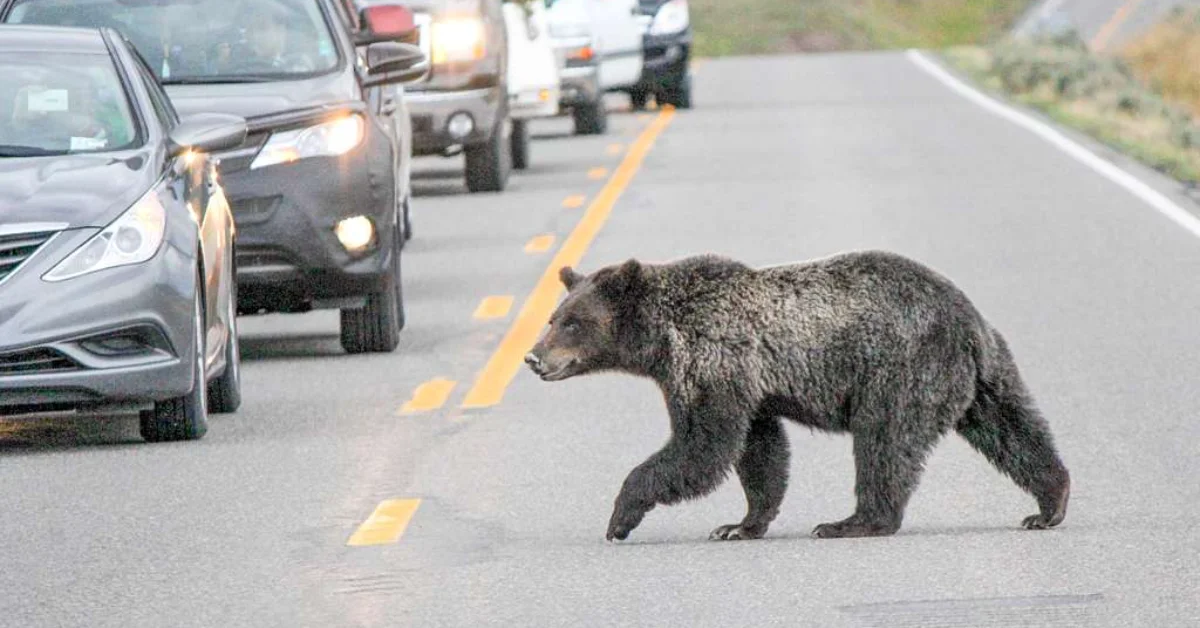 A bear walks across a highway lined with stopped vehicles with their headlights on.