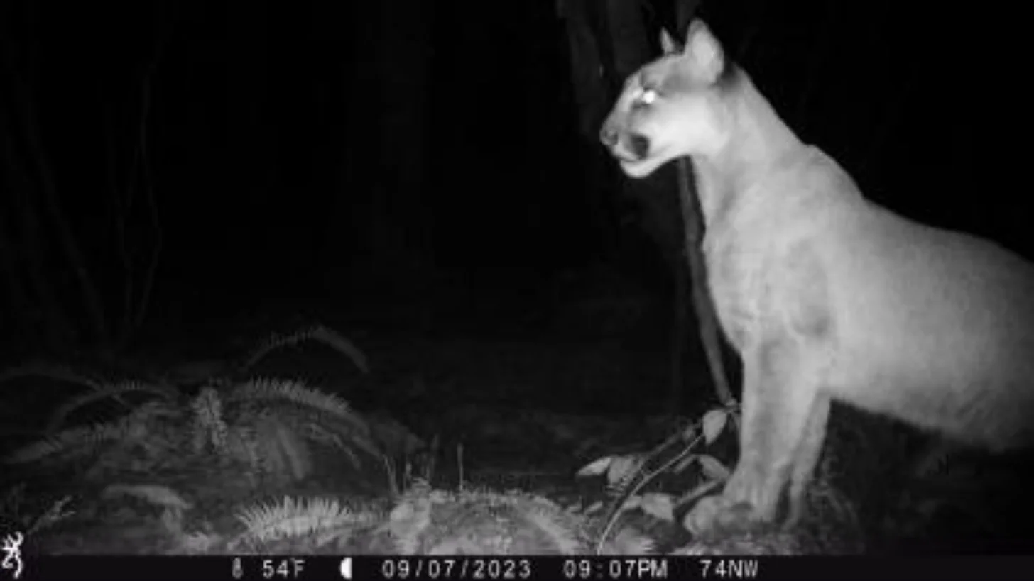 A cougar stands on hind legs at night, captured by a motion-activated camera. Timestamp shows 09/07/2023, 09:07PM, temperature 74NW.