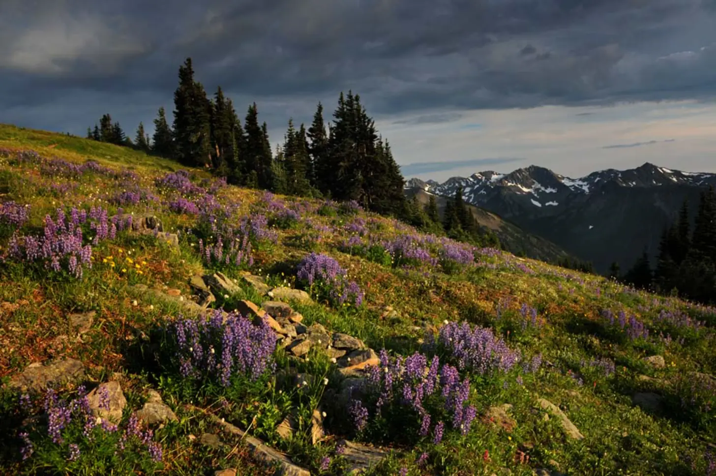 Alpine meadow covered in purple lupine flowers with coniferous trees and snow-capped mountains visible in the background under a cloudy sky.