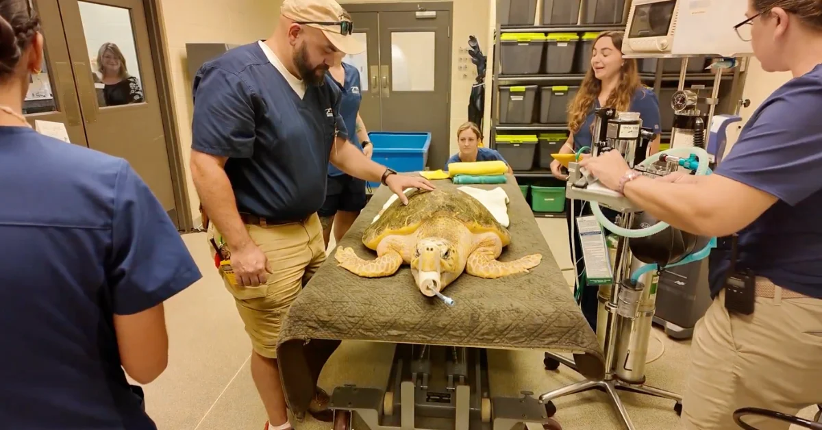 A sea turtle lies on an examination table in a clinical setting while a man in a cap and blue shirt examines it, surrounded by several staff members in blue uniforms observing.