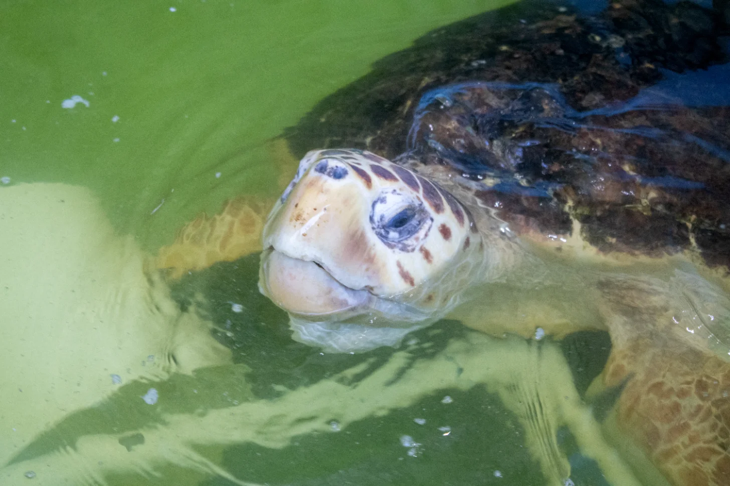 Sea turtle swimming in murky green water, with its head raised above the surface showing its shell and flippers.