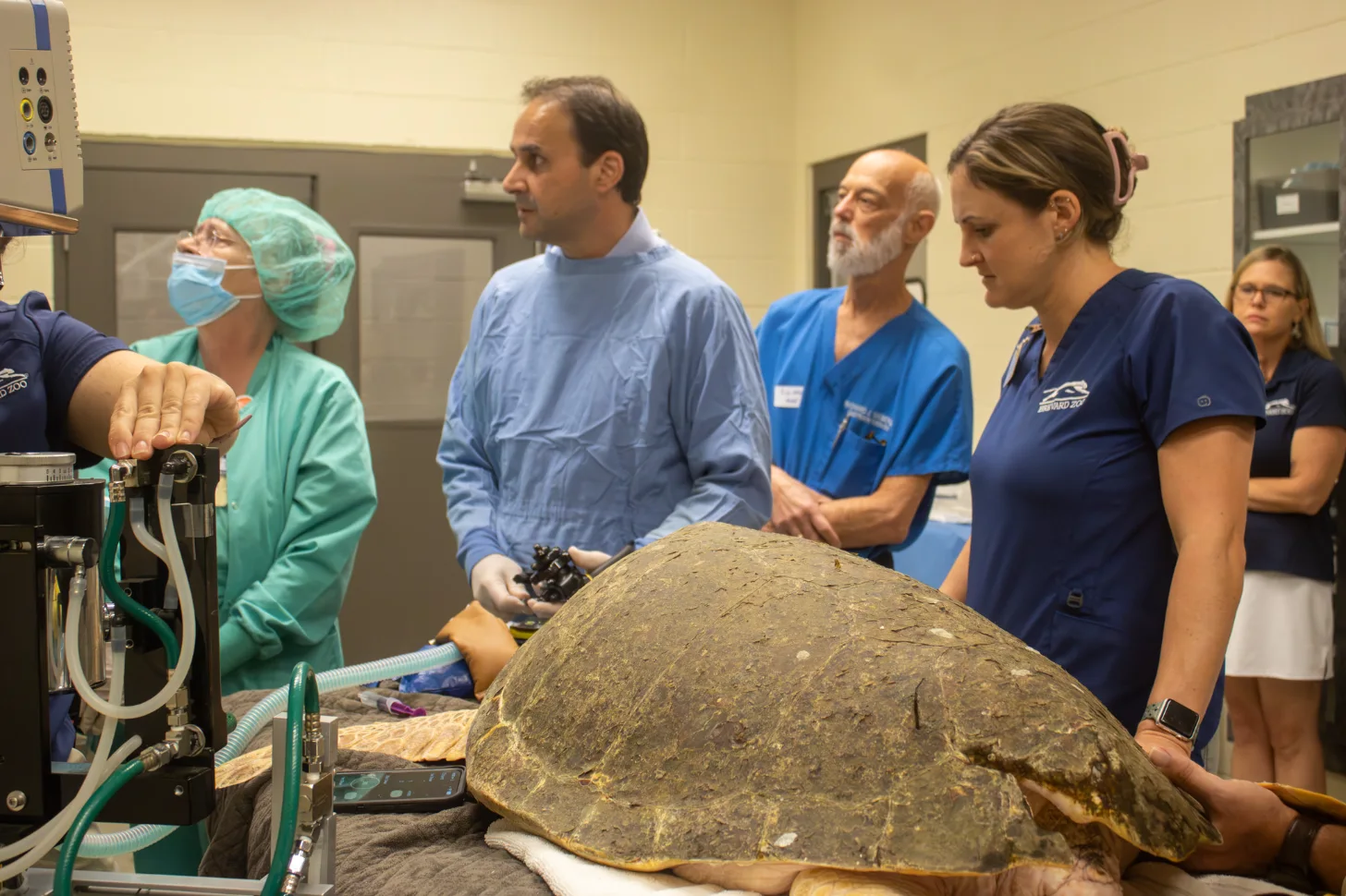 Medical professionals in scrubs examine a large sea turtle during what appears to be a clinical procedure in an indoor medical facility.