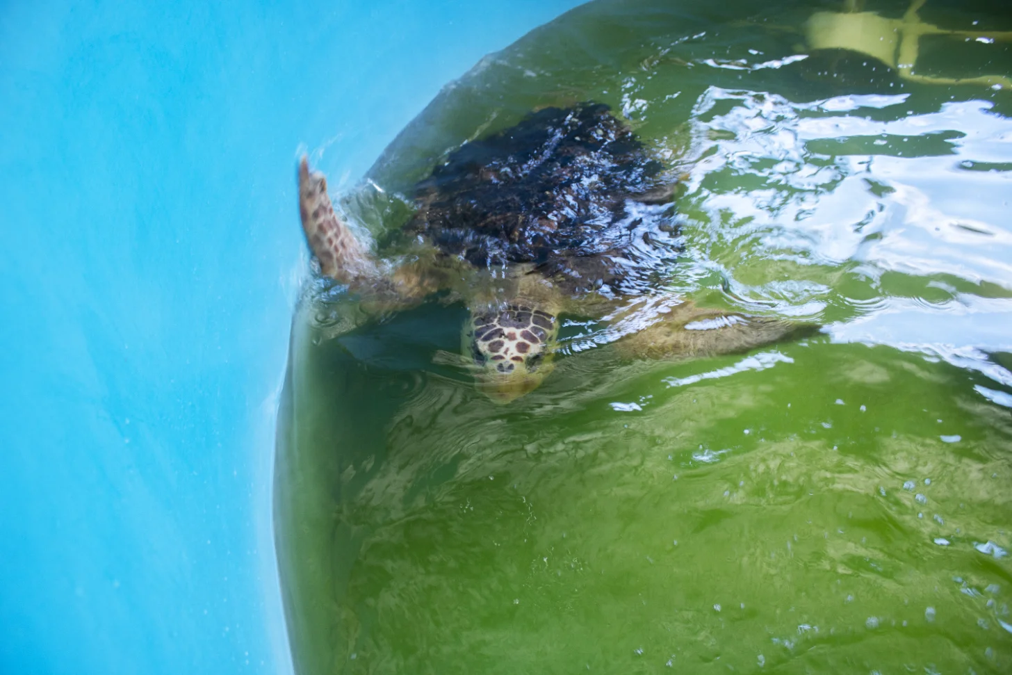 A sea turtle swims in shallow turquoise and green water near a rocky shoreline covered with algae and white patches.