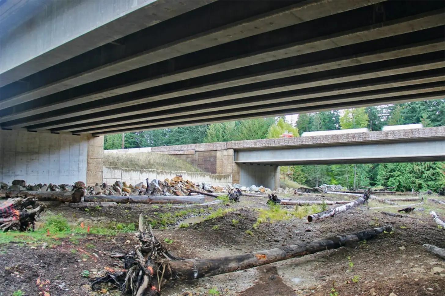 Scattered logs and debris lie on the ground beneath an elevated highway overpass with exposed wooden beams, with evergreen trees visible in the background.