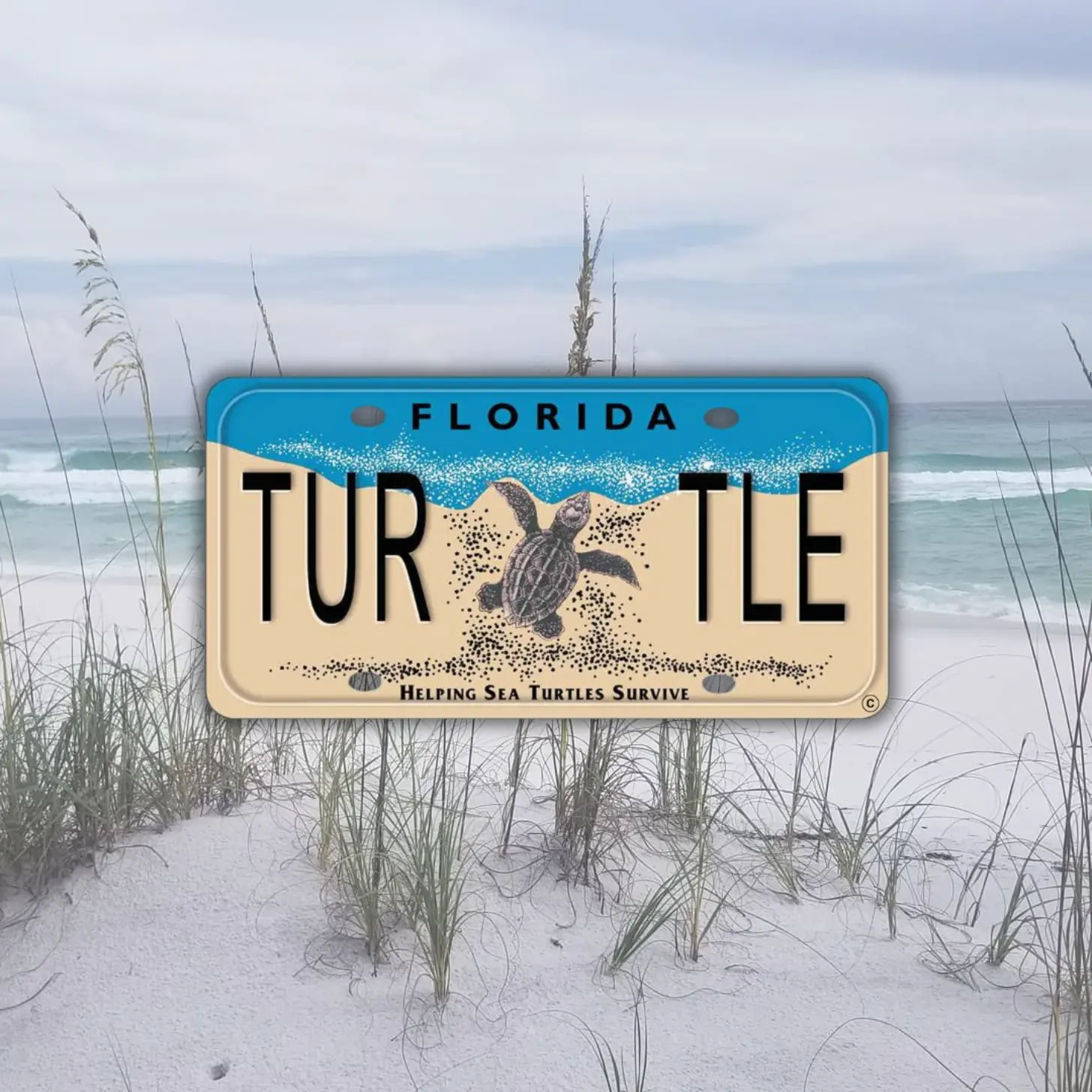 Florida license plate reading "TUR TLE" with sea turtle illustration on sandy beach with dune grass and ocean in background. Text on plate reads "Helping Sea Turtles Survive."