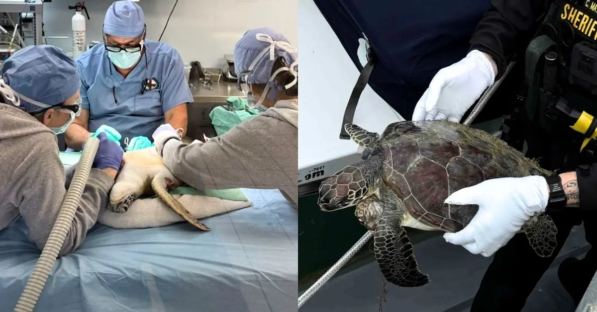 Left: Veterinary team performing surgery on an anesthetized sea turtle on an operating table. Right: Close-up of hands in white gloves examining a sea turtle's shell and flippers.