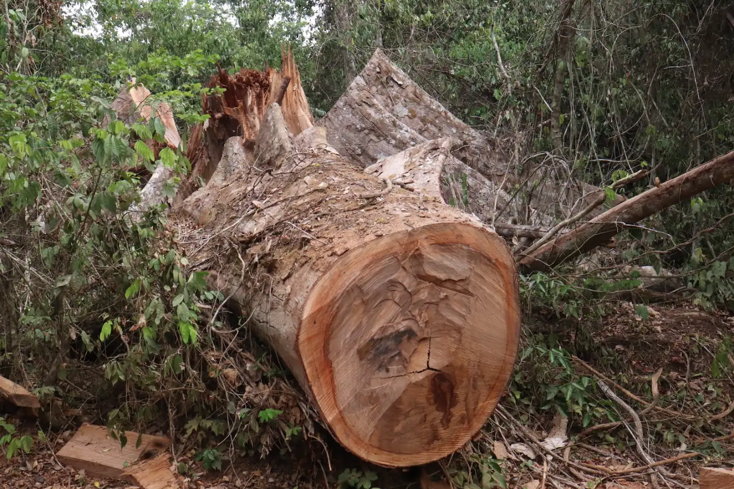 A freshly cut tree trunk with exposed reddish-brown wood lies horizontally among dense forest vegetation and surrounding debris.