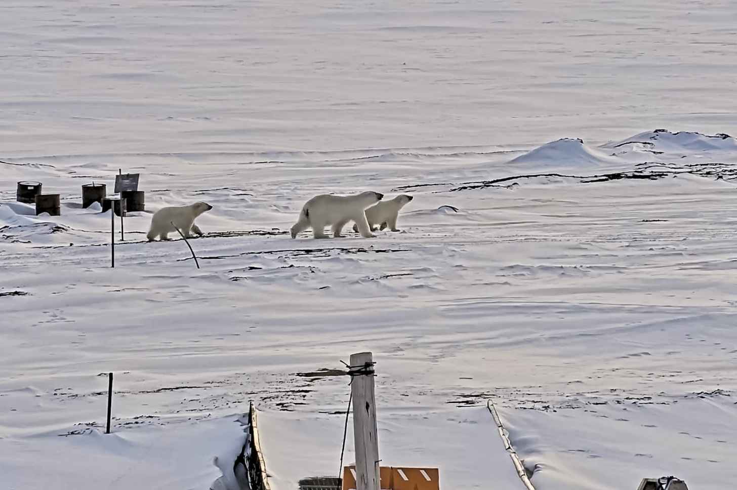 In May, Bear-dar spotted a family of polar bears, pictured above, moving close to a weather station in the Arctic town of Eureka.