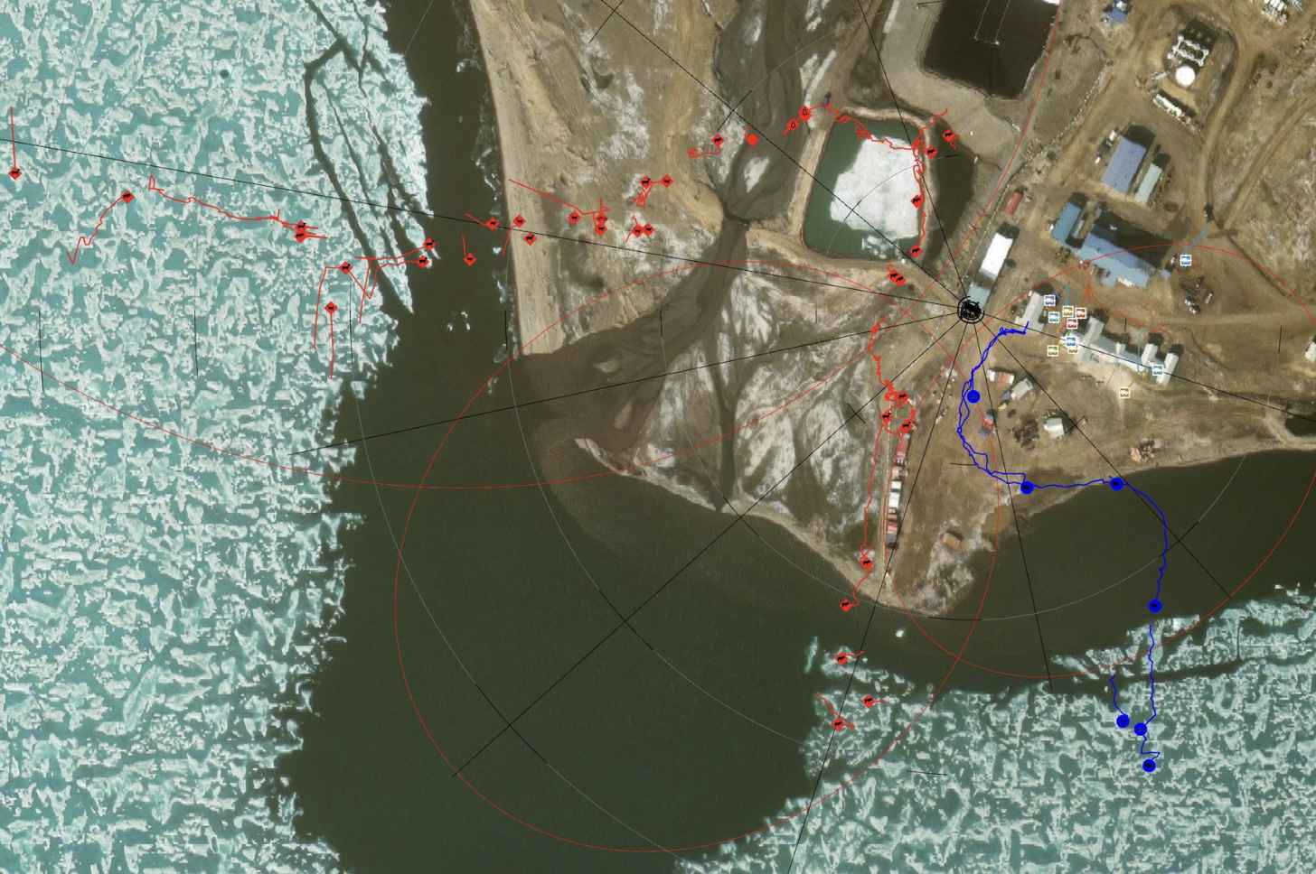 A radar map showing the path of polar bears, in red, as they moved closer to a weather station. The blue lines indicate their path as they were guided back out to sea ice.