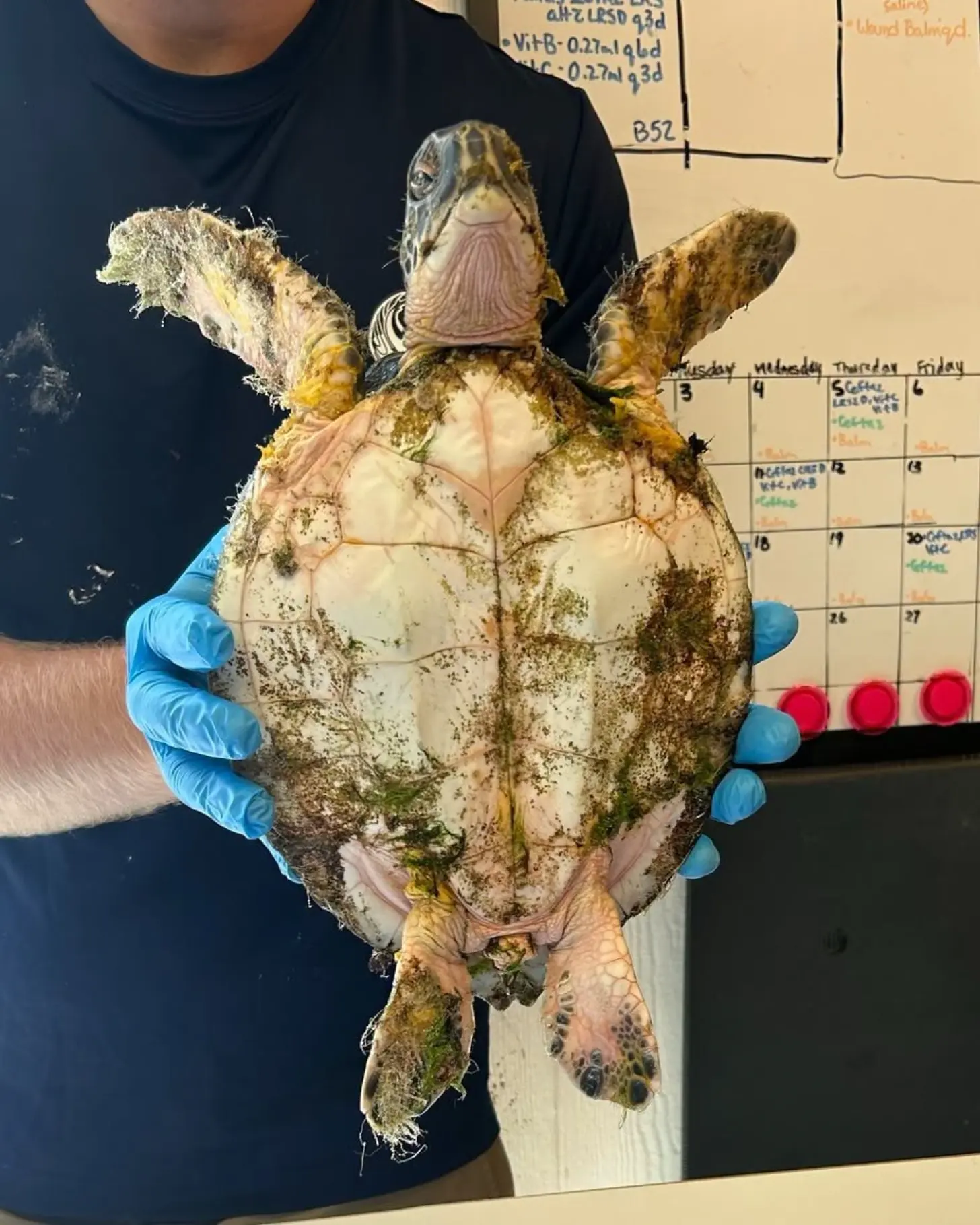 A researcher in blue gloves holds a mud-covered sea turtle from above, displaying its shell and flippers. A calendar and monitoring chart are visible in the background.