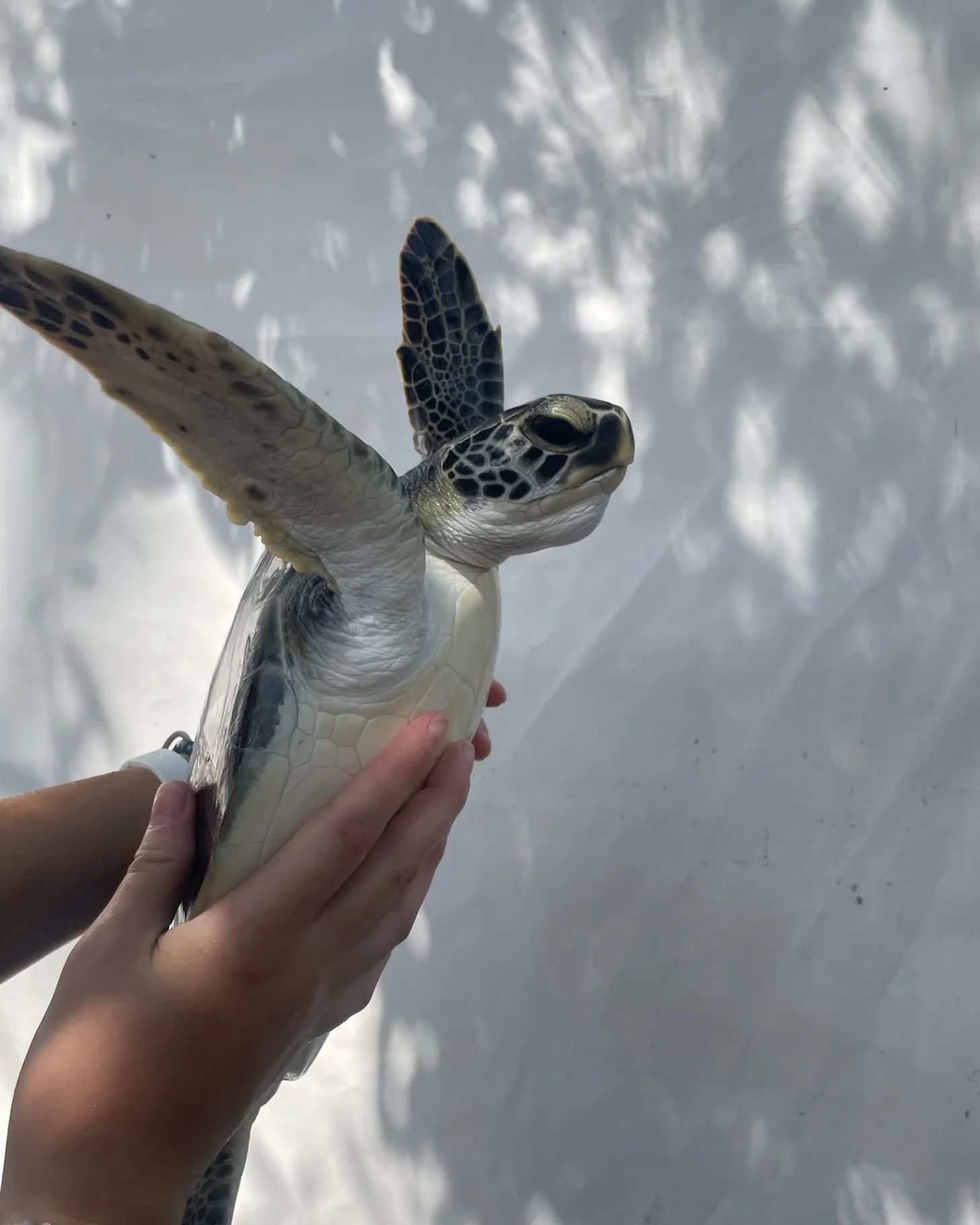 A person holds a sea turtle in their hands against a white wall with cloud shadows. The turtle has a white shell with dark markings and dark flippers raised upward.