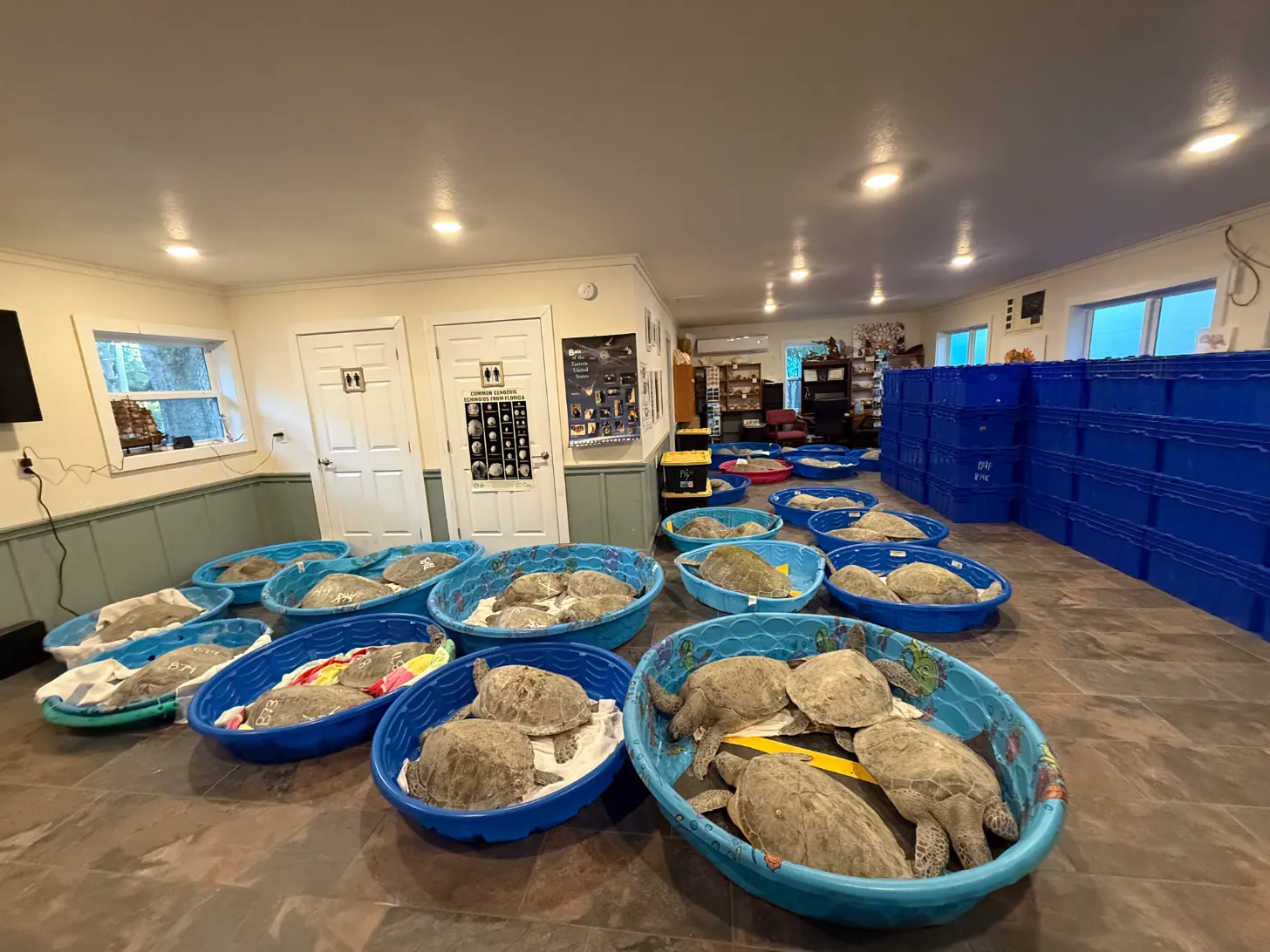 Dozens of large sea turtles rest in blue plastic pools arranged across a facility's indoor floor, with storage bins and doors visible in the background.