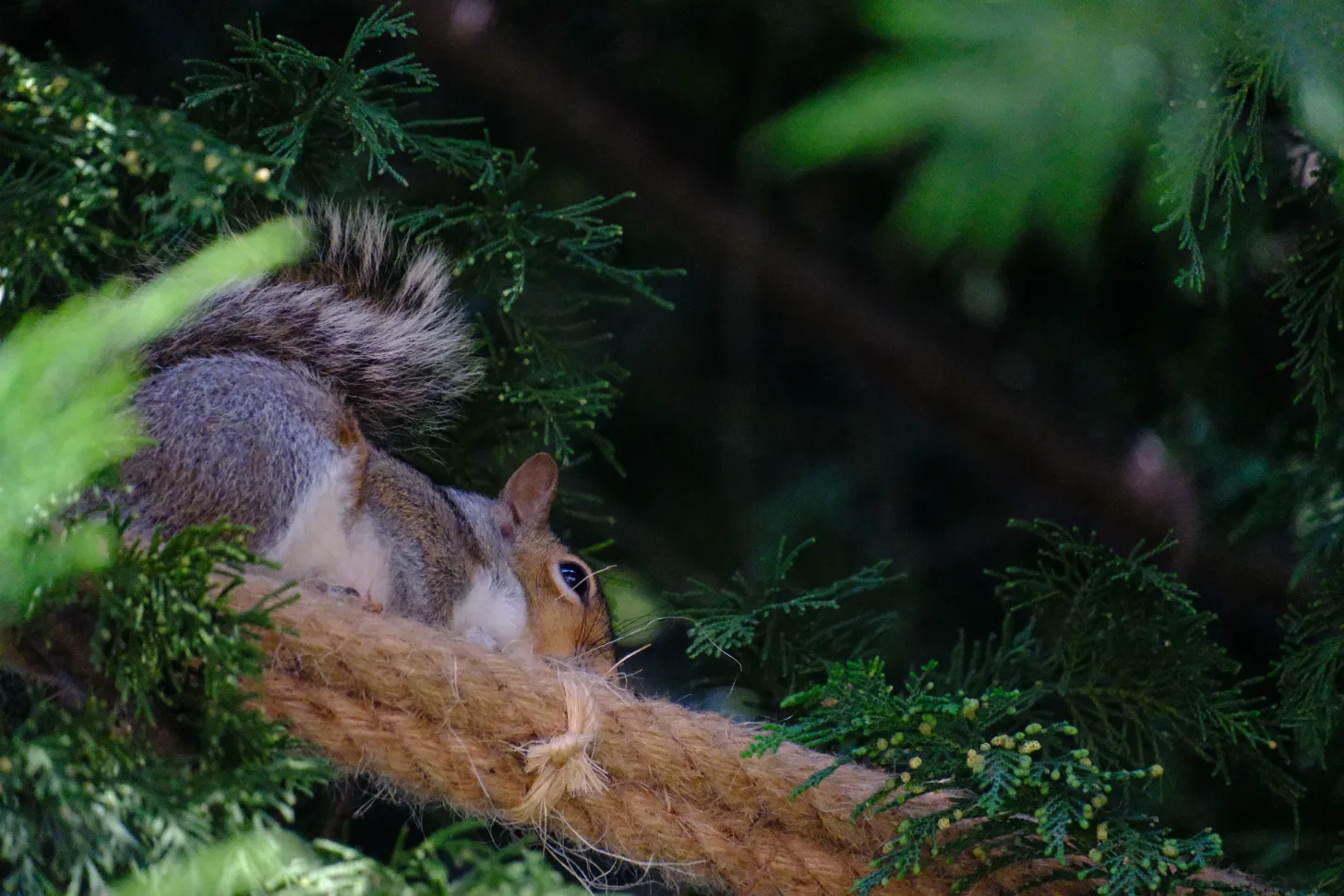 A squirrel perches on a brown branch surrounded by green conifer needles, looking downward.