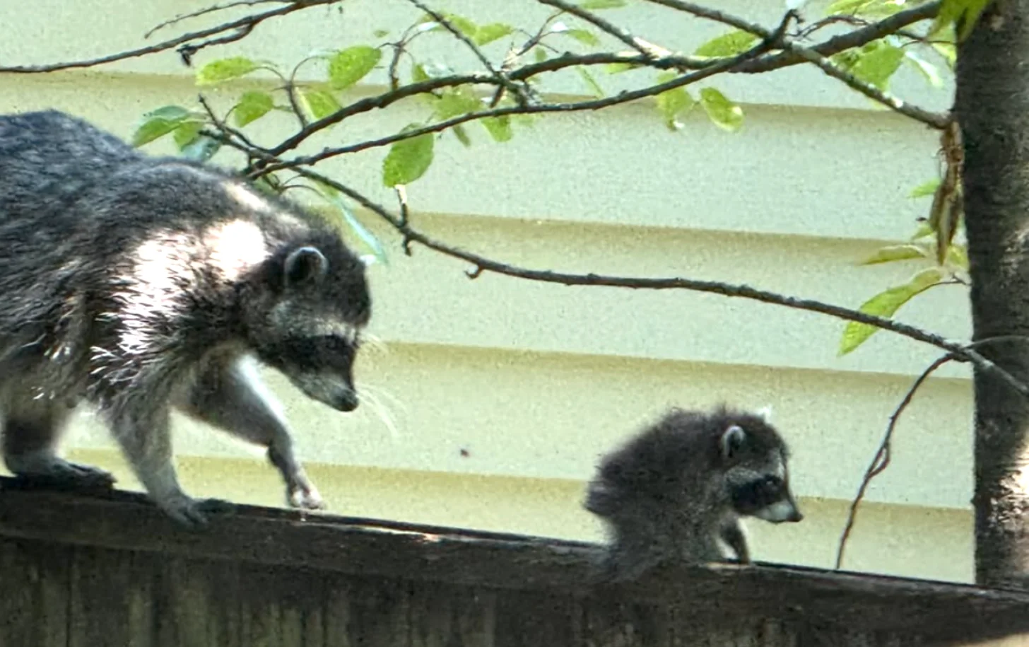 BLUAZ COM Positive News Artist Auctions Off Painting Of Viral Raccoon 