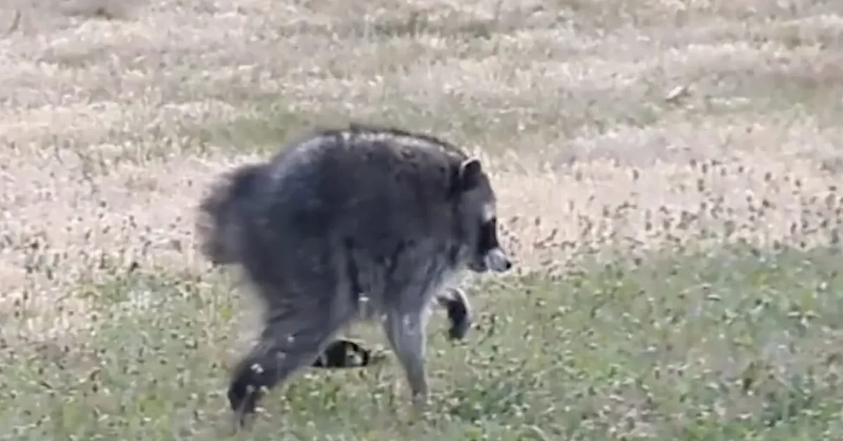 A raccoon with a unique body walks across a grassy area